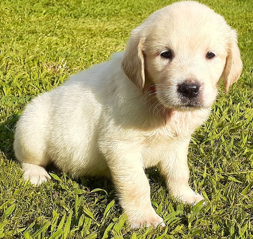 N1 (#ID:199-195-medium_large)  **Golden Retriever Puppies For Sale of the category Pets & Animals and which is in City of London, new, 690, with unique id - Summary of images, photos, photographs, frames and visual media corresponding to the classified ad #ID:199