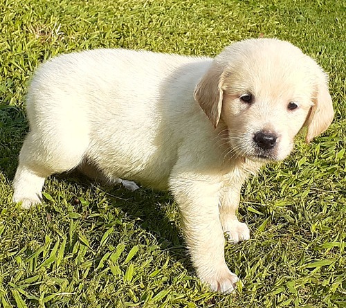 N2 (#ID:199-196-medium_large)  **Golden Retriever Puppies For Sale of the category Pets & Animals and which is in City of London, new, 690, with unique id - Summary of images, photos, photographs, frames and visual media corresponding to the classified ad #ID:199