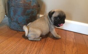 full pedigree Pug puppy for sale