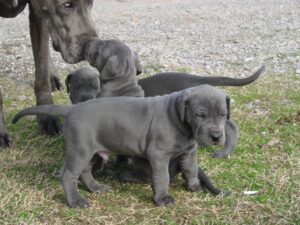 Beautiful Blue pedigree great dane puppies