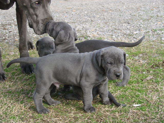 N1 (#ID:175-174-medium_large)  Beautiful Blue pedigree great dane puppies of the category Pets & Animals and which is in Lichfield, Unspecified, 400, with unique id - Summary of images, photos, photographs, frames and visual media corresponding to the classified ad #ID:175