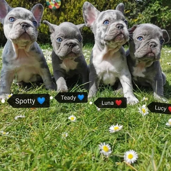 N1 (#ID:137-138-medium_large)  French Bulldog Puppies For Sale of the category Pets & Animals and which is in City of London, new, 700, with unique id - Summary of images, photos, photographs, frames and visual media corresponding to the classified ad #ID:137