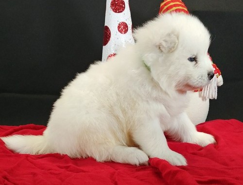 N1 (#ID:171-170-medium_large)  Beautiful Samoyed Puppies of the category Pets & Animals and which is in City of Westminster, Unspecified, 360, with unique id - Summary of images, photos, photographs, frames and visual media corresponding to the classified ad #ID:171