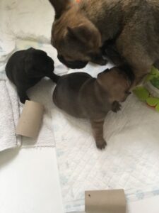 Blue and Tan French Bulldog Puppies Can Be seen with parents