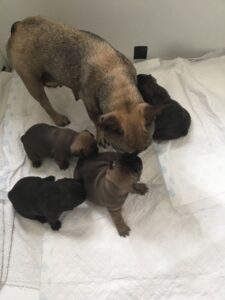 Blue and Tan French Bulldog Puppies Can Be seen with parents