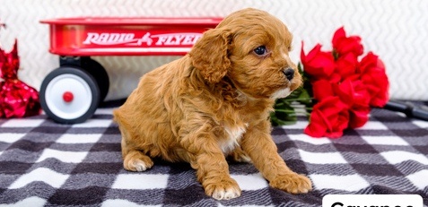 N1 (#ID:189-188-medium_large)  Beautiful Cavapoo Puppies! ready now of the category Pets & Animals and which is in Derby, new, 388, with unique id - Summary of images, photos, photographs, frames and visual media corresponding to the classified ad #ID:189