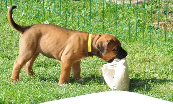 N1 (#ID:163-162-medium_large)  Gentle Giant Bullmastiff puppies Guard Dog of the category Pets & Animals and which is in Kingston upon Hull, Unspecified, 450, with unique id - Summary of images, photos, photographs, frames and visual media corresponding to the classified ad #ID:163