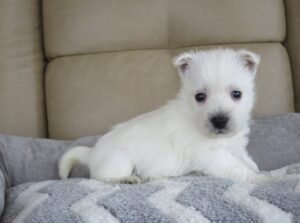 Lovely Tempo Westie Puppies
