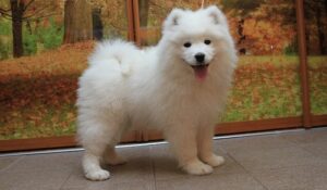 Fully KC Registered Samoyed Puppies Now Ready To Go