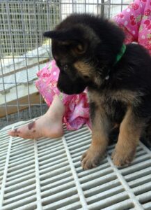 Gentle males, and extremely over protective, cute socialized German Shepherd puppies