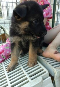 Gentle males, and extremely over protective, cute socialized German Shepherd puppies
