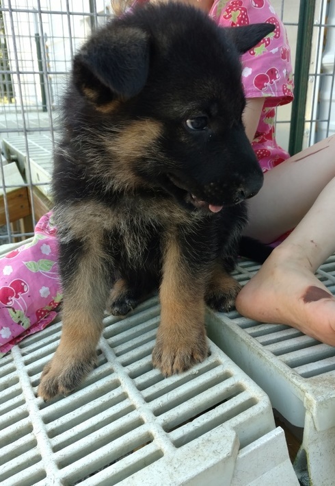 N1 (#ID:241-237-medium_large)  Gentle males, and extremely over protective, cute socialized German Shepherd puppies of the category Pets & Animals and which is in Brighton and Hove, new, 0000, with unique id - Summary of images, photos, photographs, frames and visual media corresponding to the classified ad #ID:241