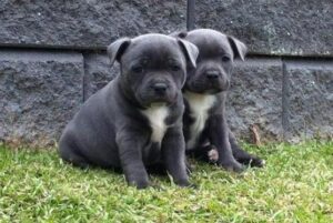 Gorgeous Blue Staffordshire Bull Terrier Puppies