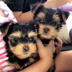 Beautiful Little Puppies Biewer Yorkshire Terrier Puppies