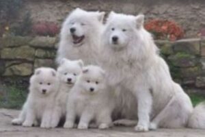 Fully KC Registered Samoyed Puppies Now Ready To Go