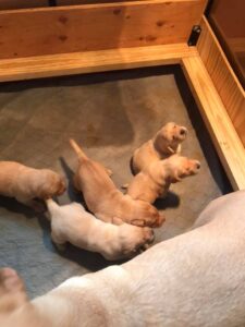 Quality Kc registered Labrador puppies