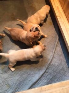 Quality Kc registered Labrador puppies