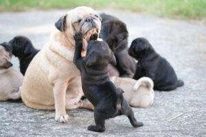 Gorgeous pug puppies for
