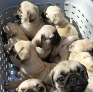 Registered  Pug Puppies Available