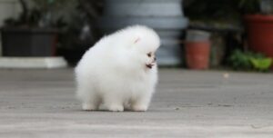 full pedigree Pomeranian puppy for sale