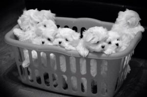 Ice White Maltese Puppies