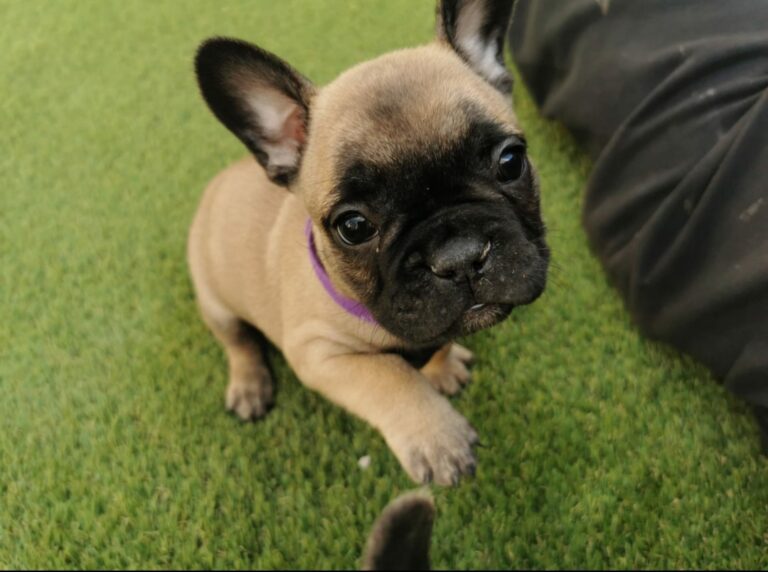 N1 (#ID:445-447-medium_large)  FRENCH BULLDOG- KC REGISTERED of the category Pets & Animals and which is in Cardiff, new, 2500.00, with unique id - Summary of images, photos, photographs, frames and visual media corresponding to the classified ad #ID:445