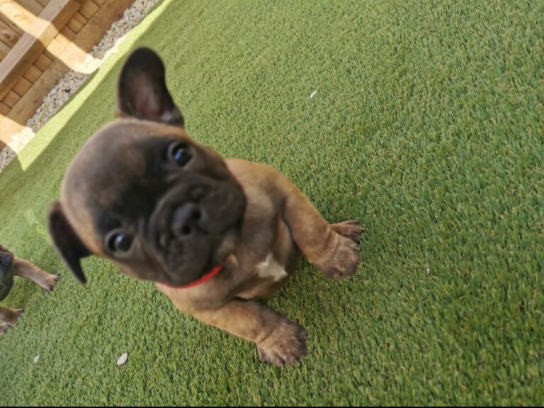 N3 (#ID:445-449-medium_large)  FRENCH BULLDOG- KC REGISTERED of the category Pets & Animals and which is in Cardiff, new, 2500.00, with unique id - Summary of images, photos, photographs, frames and visual media corresponding to the classified ad #ID:445