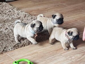 Registered  Pug Puppies Available
