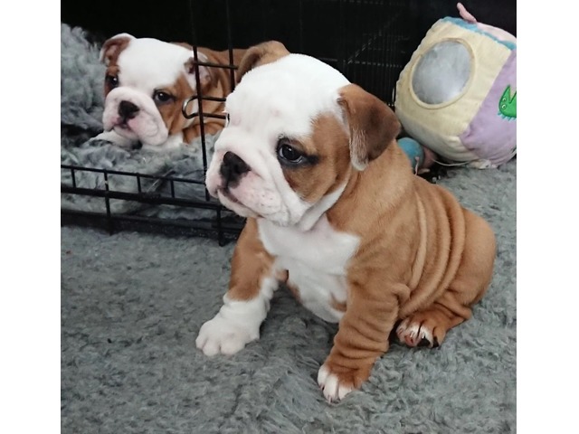 N1 (#ID:349-348-medium_large)  Pure  English bulldog   for sale of the category Pets & Animals and which is in Manchester, new, 398, with unique id - Summary of images, photos, photographs, frames and visual media corresponding to the classified ad #ID:349