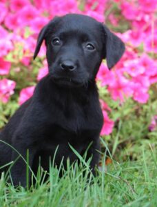 Beautiful Labrador Retriever Pups for sale at 1,100£