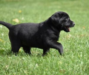 Beautiful Labrador Retriever Pups for sale at 1,100£