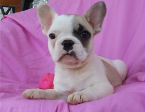 Lovable French Bulldog puppies