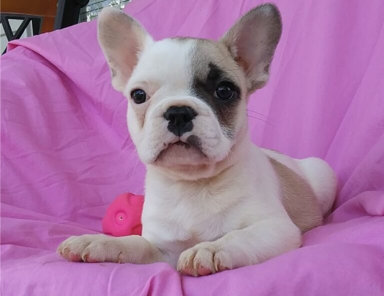 N1 (#ID:400-399-medium_large)  Lovable French Bulldog puppies of the category Pets & Animals and which is in Glasgow, new, 000, with unique id - Summary of images, photos, photographs, frames and visual media corresponding to the classified ad #ID:400