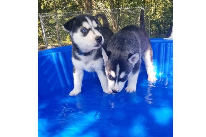 N1 (#ID:543-542-medium_large)  Siberian husky puppies of the category Pets & Animals and which is in Cambridge, new, , with unique id - Summary of images, photos, photographs, frames and visual media corresponding to the classified ad #ID:543