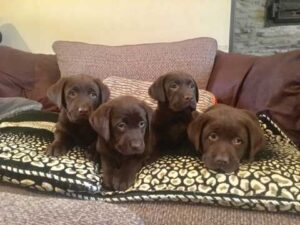 Stunning Registered Labrador Puppies