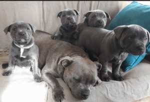RESPONSIBLE OWNERS ONLY!!Staffordshire Blue Terrier Pups For Sale