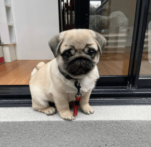 Registered Pedigree Pug Puppies Available Lovable Pug puppies for adoption