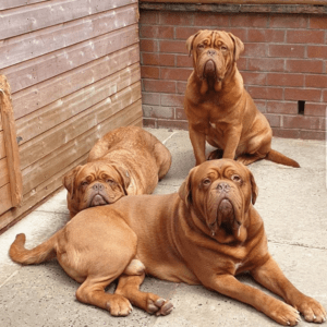 UP-TO-DATE PUPS READY NOW!!! True Fantastic Red Dogue De Bordeaux Puppies For Sale