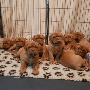 UP-TO-DATE PUPS READY NOW!!! True Fantastic Red Dogue De Bordeaux Puppies For Sale