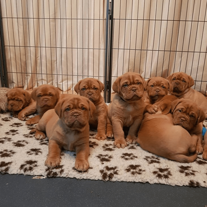 N3 (#ID:432-430-medium_large)  UP-TO-DATE PUPS READY NOW!!! True Fantastic Red Dogue De Bordeaux Puppies For Sale of the category Pets & Animals and which is in City of London, Unspecified, 750, with unique id - Summary of images, photos, photographs, frames and visual media corresponding to the classified ad #ID:432