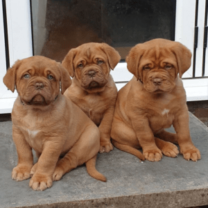 UP-TO-DATE PUPS READY NOW!!! True Fantastic Red Dogue De Bordeaux Puppies For Sale