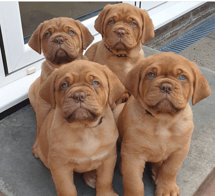 N1 (#ID:432-428-medium_large)  UP-TO-DATE PUPS READY NOW!!! True Fantastic Red Dogue De Bordeaux Puppies For Sale of the category Pets & Animals and which is in City of London, Unspecified, 750, with unique id - Summary of images, photos, photographs, frames and visual media corresponding to the classified ad #ID:432