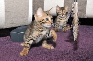 Magnificent bengal Kittens