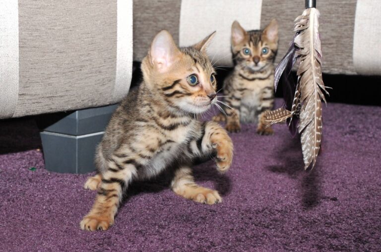 N1 (#ID:541-540-medium_large)  Magnificent bengal Kittens of the category Pets & Animals and which is in Brighton and Hove, new, , with unique id - Summary of images, photos, photographs, frames and visual media corresponding to the classified ad #ID:541