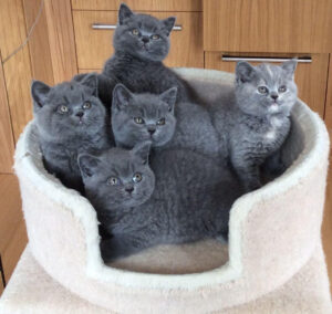 Akulo British Short Hair Blue kittens