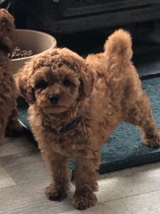 Poodle Puppies whatsapp+46700168922