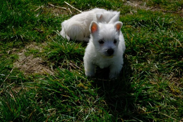 N1 (#ID:325-323-medium_large)  Kc Registered West Highland Terriers of the category Pets & Animals and which is in Salisbury, new, 480, with unique id - Summary of images, photos, photographs, frames and visual media corresponding to the classified ad #ID:325