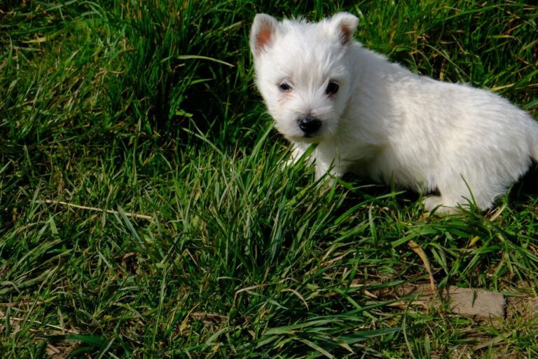 N2 (#ID:325-324-medium_large)  Kc Registered West Highland Terriers of the category Pets & Animals and which is in Salisbury, new, 480, with unique id - Summary of images, photos, photographs, frames and visual media corresponding to the classified ad #ID:325