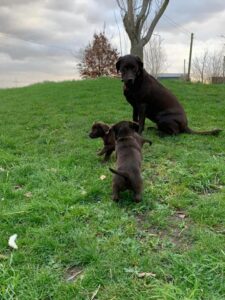 Eye-catching Labrador Retriever Puppies