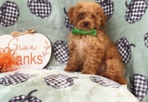Quality Golden cavapoo  puppies for sale